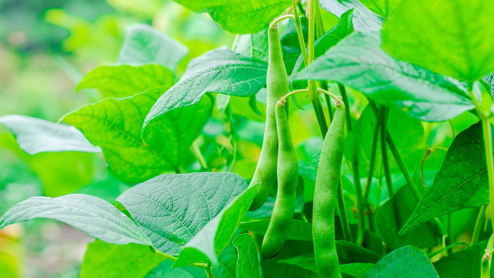 Growing Beans