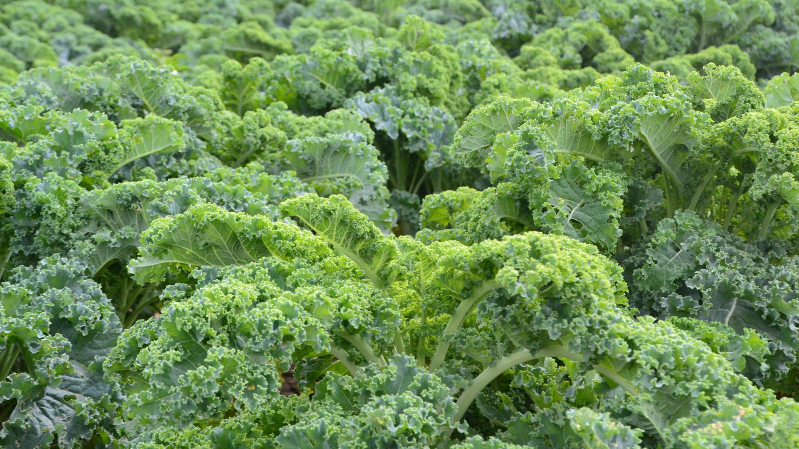 Farming in Bhutan